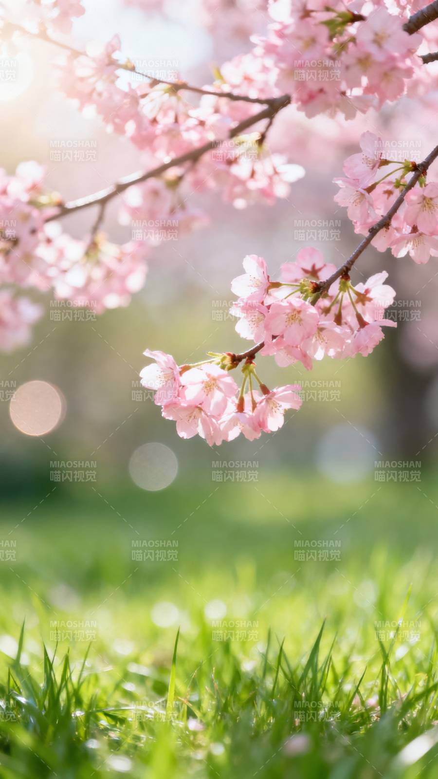 樱花绽放春意浓图片