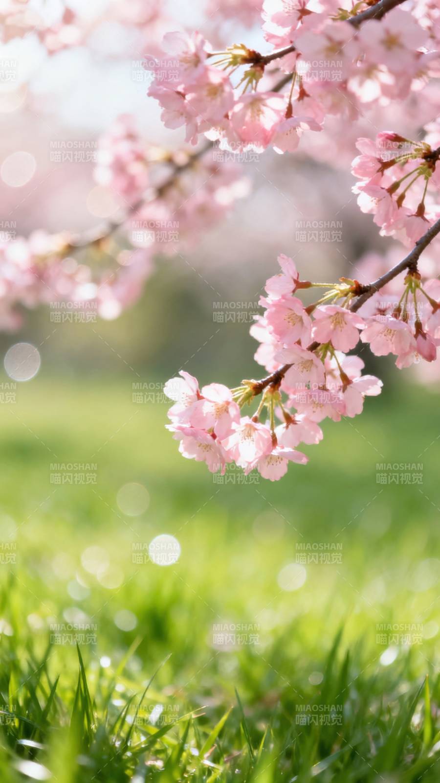 樱花绽放春意浓图片