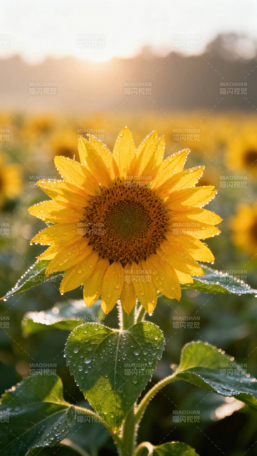 向日葵晨露绽放图片