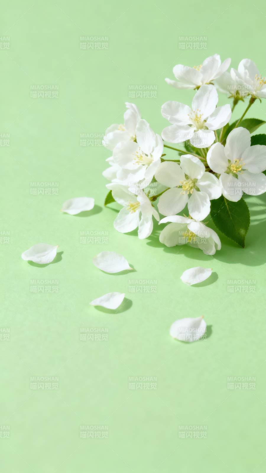 白花绿意盎然图片