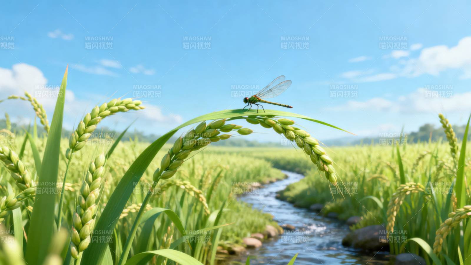 稻田蜻蜓戏水图片