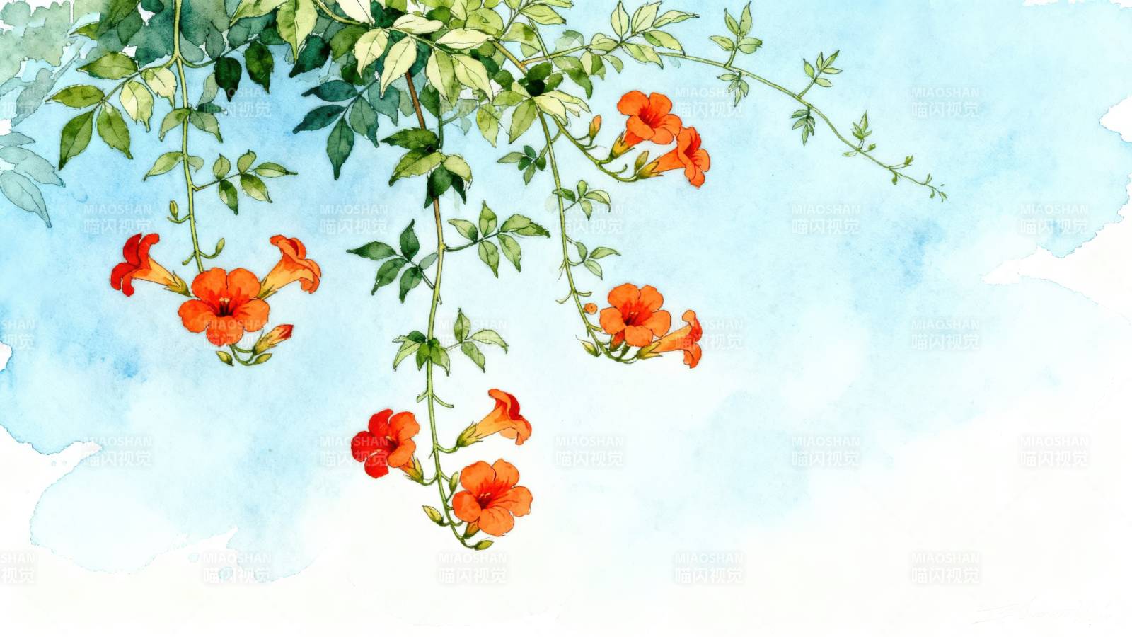 凌霄花水彩画清新背景图片