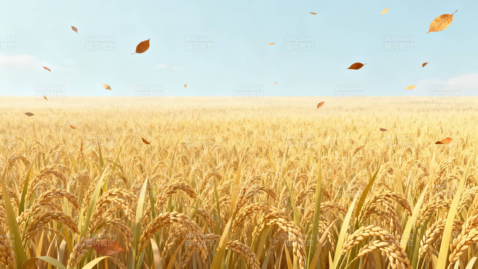 金黄稻田丰收景象图片