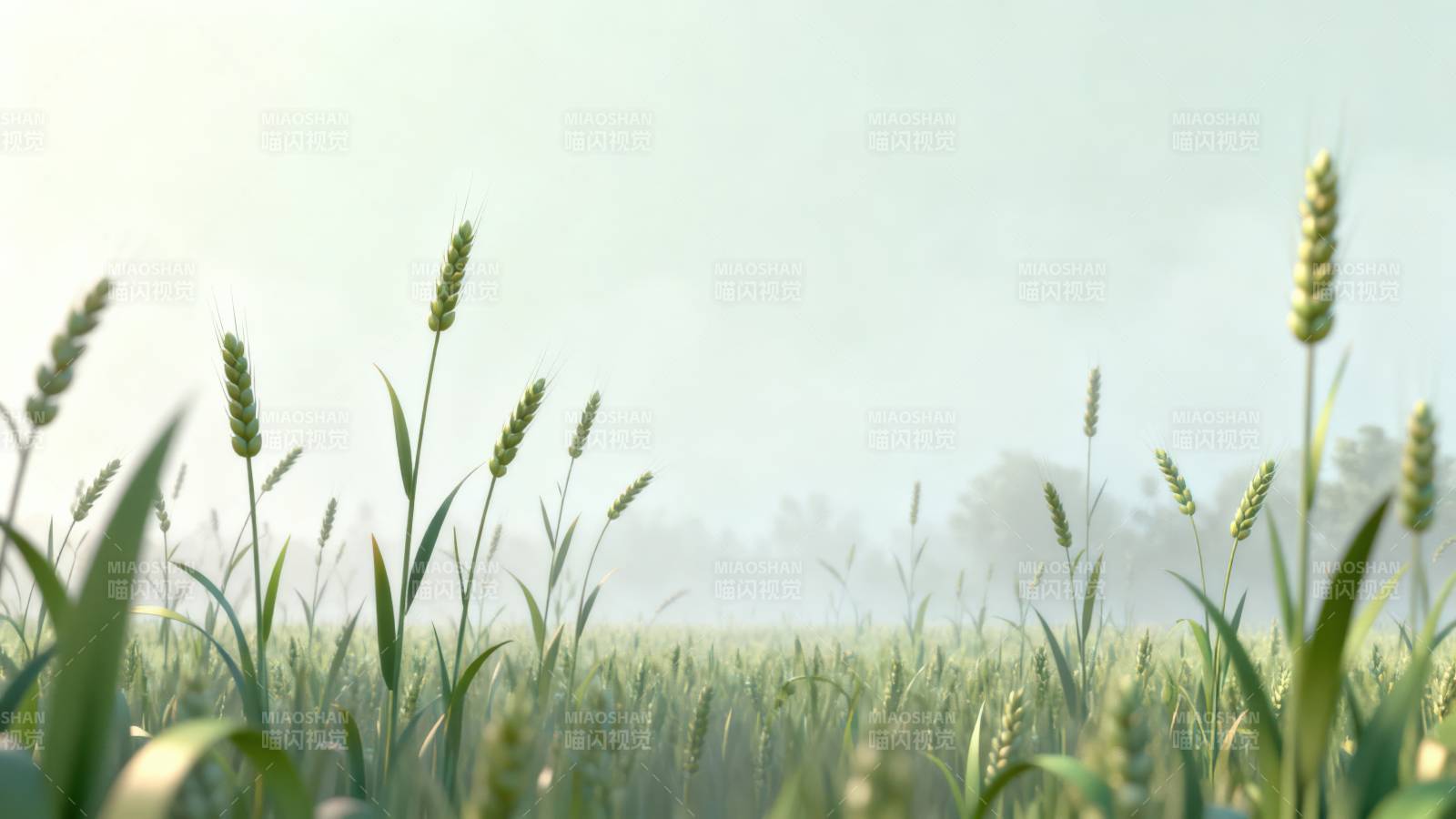 清晨麦田静谧美景图片