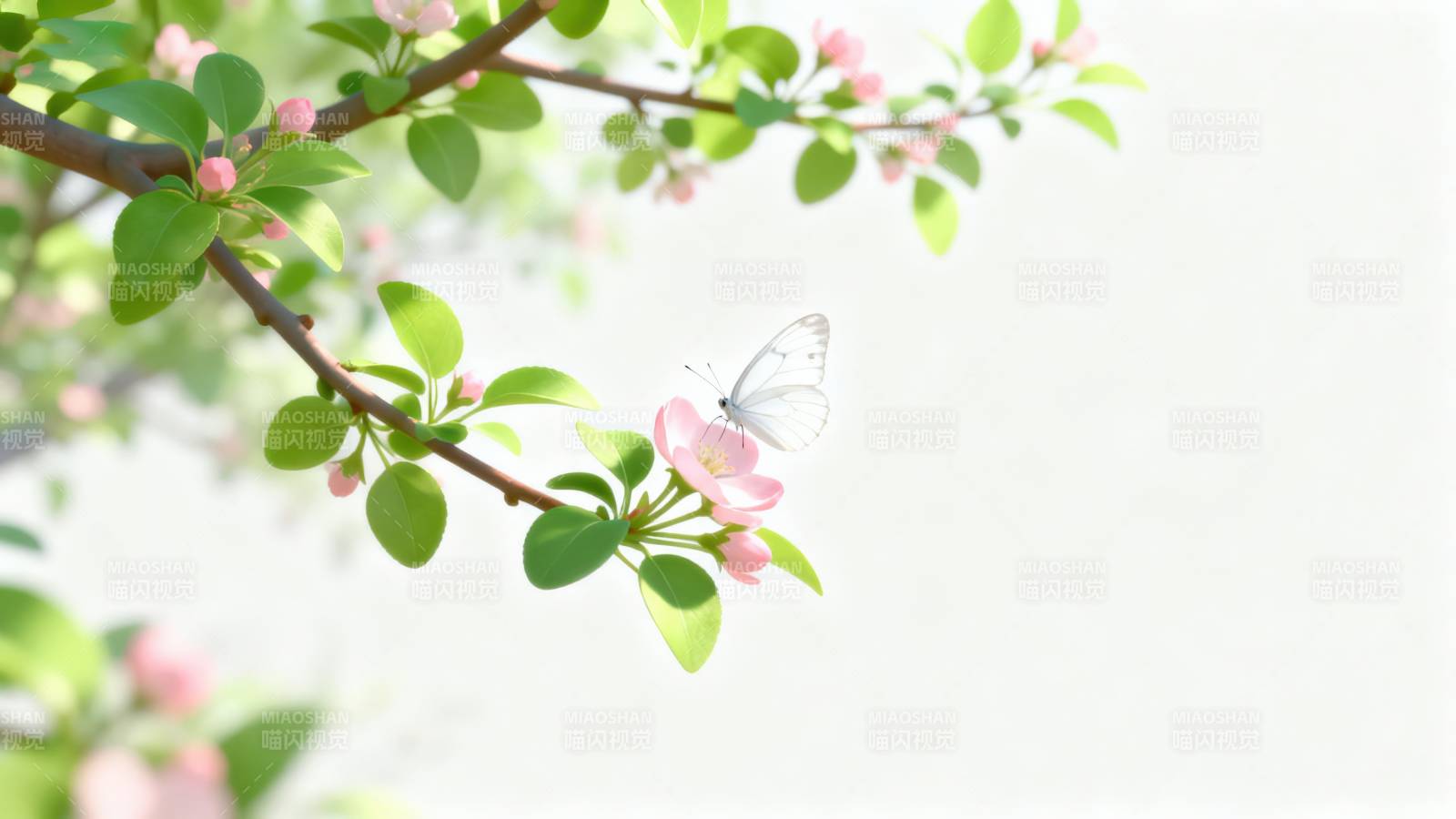春日花枝与蝴蝶图片