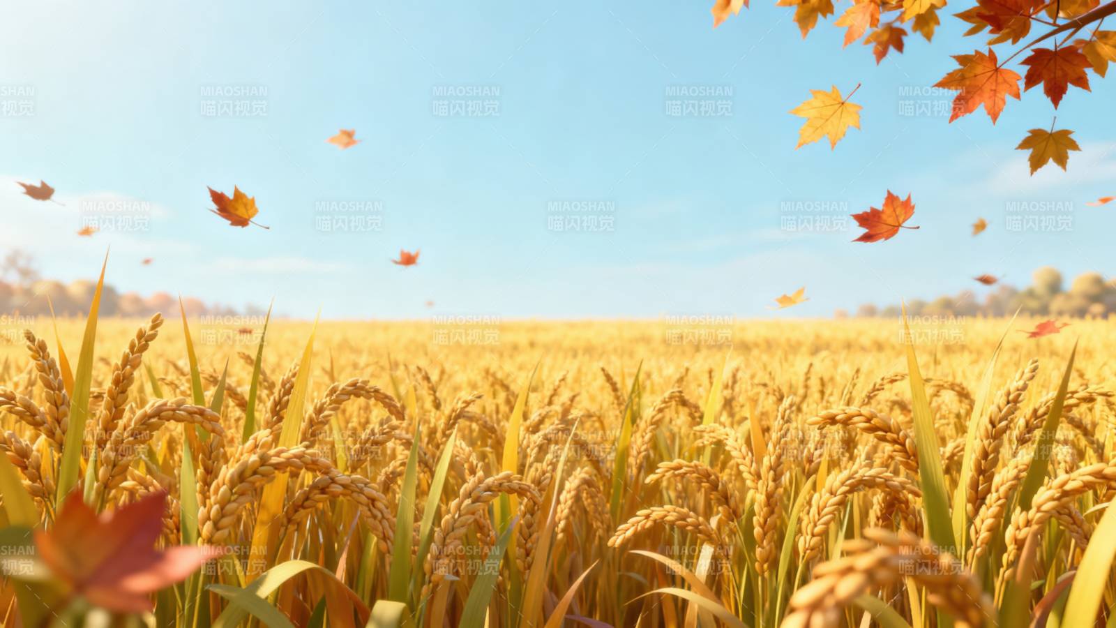 金黄稻田秋日丰收图片