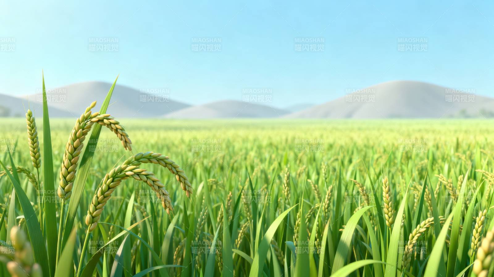 稻田绿意山峦背景图片
