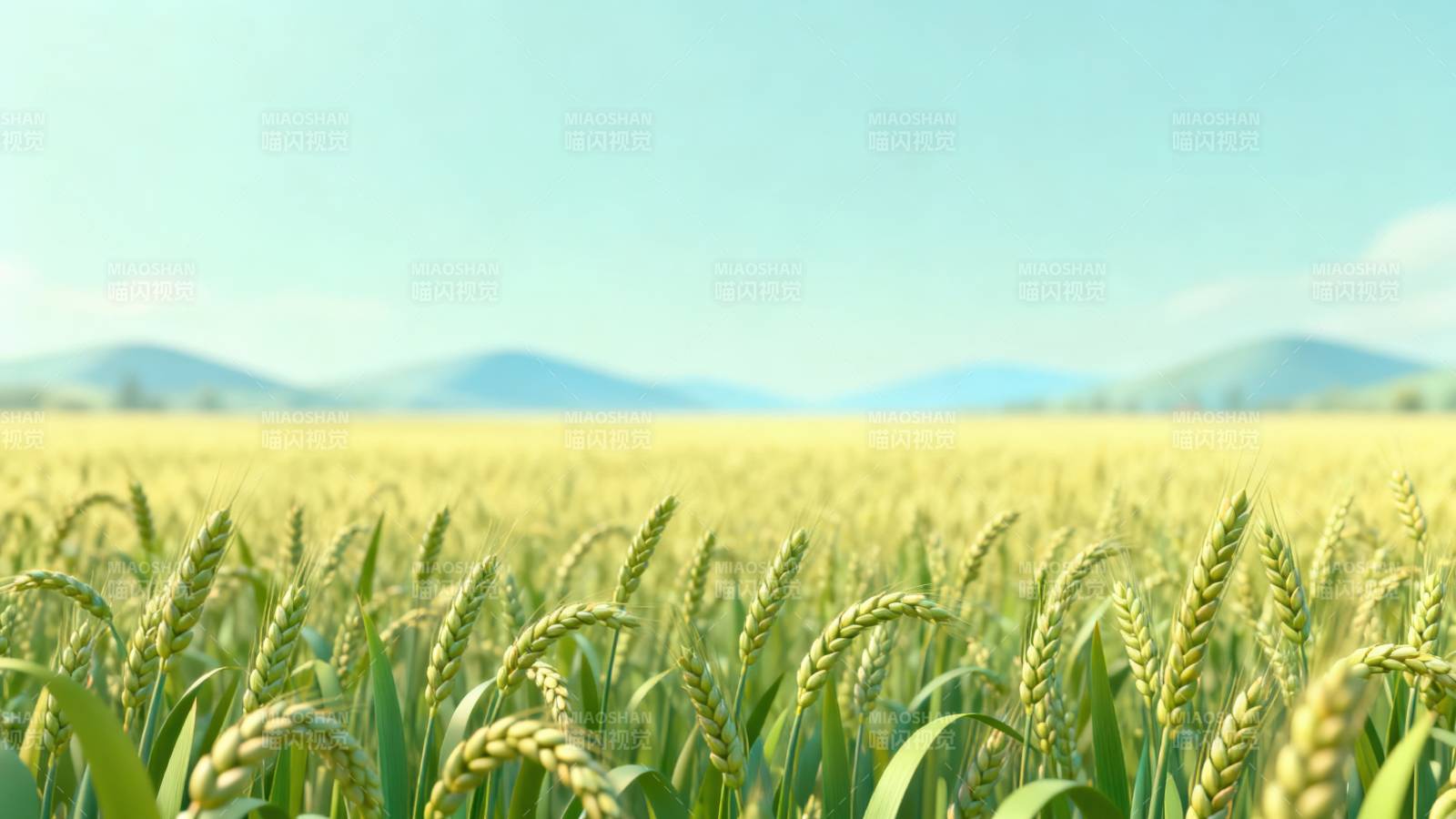 金黄麦田丰收景象图片