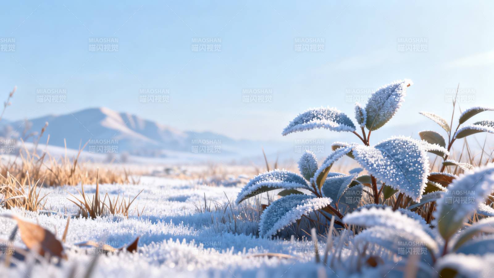霜覆盖的植物与雪地图片