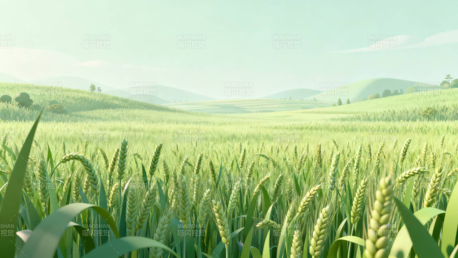 青翠麦田的宁静风景图片