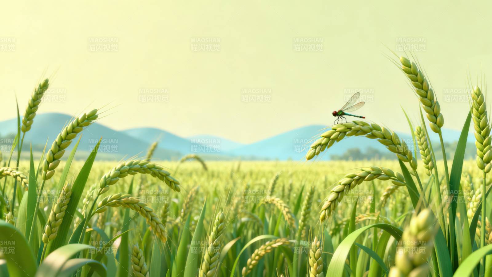 麦田蜻蜓自然风光图片