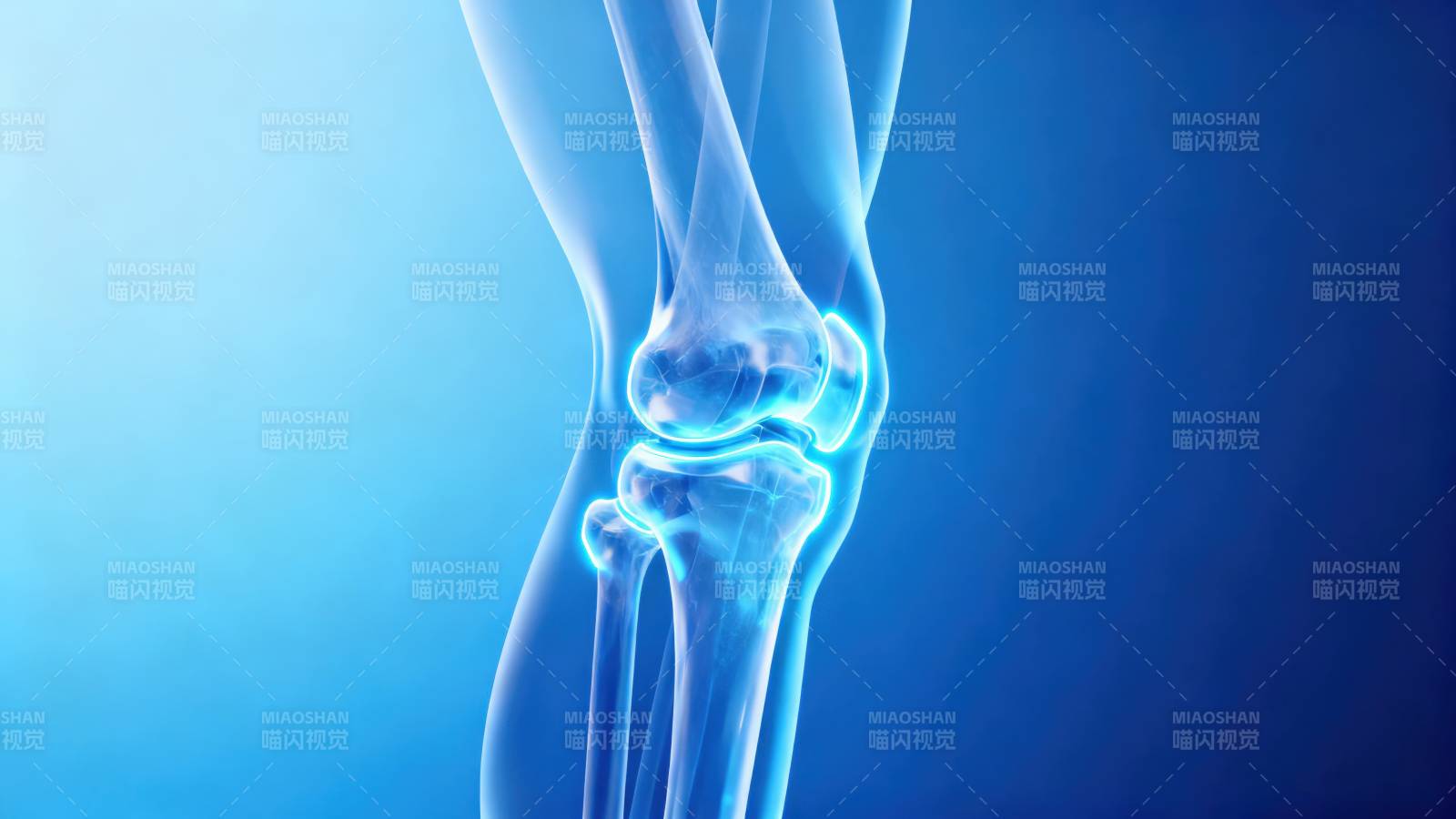 膝盖骨骼结构示意图图片