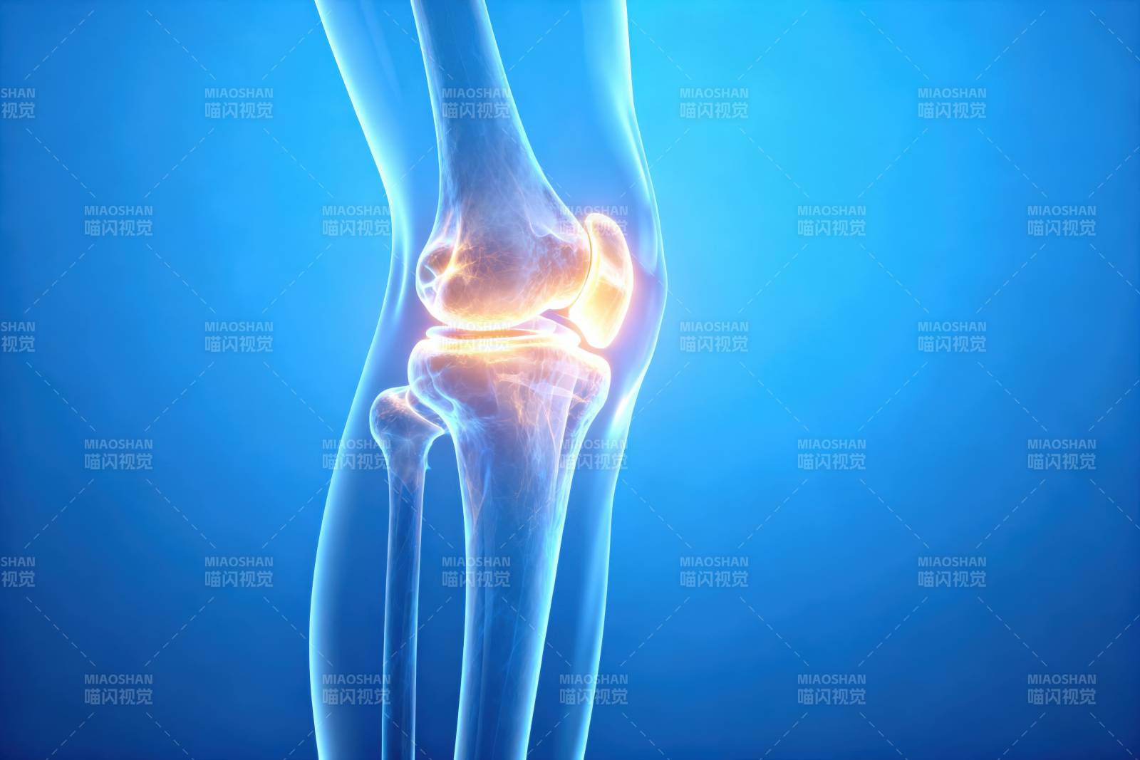 膝盖骨骼结构示意图图片