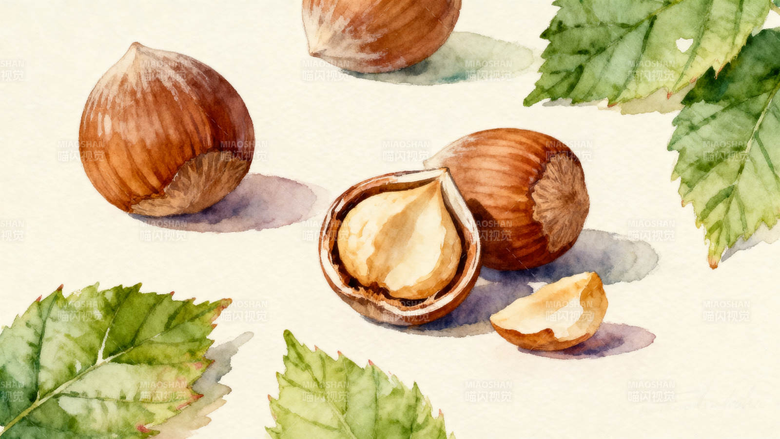 水彩画中的榛子与绿叶图片