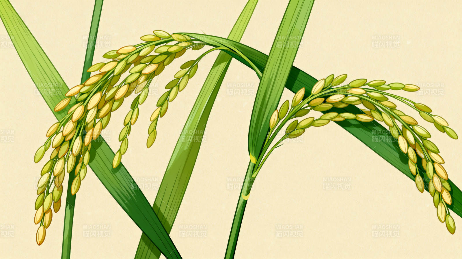 稻谷成熟金黄稻穗图片
