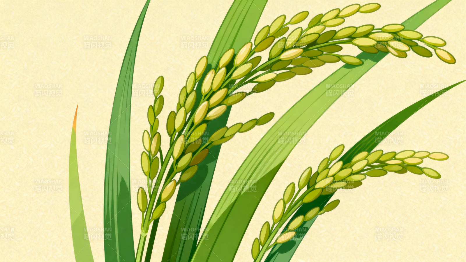 稻谷成熟稻穗金黄图片