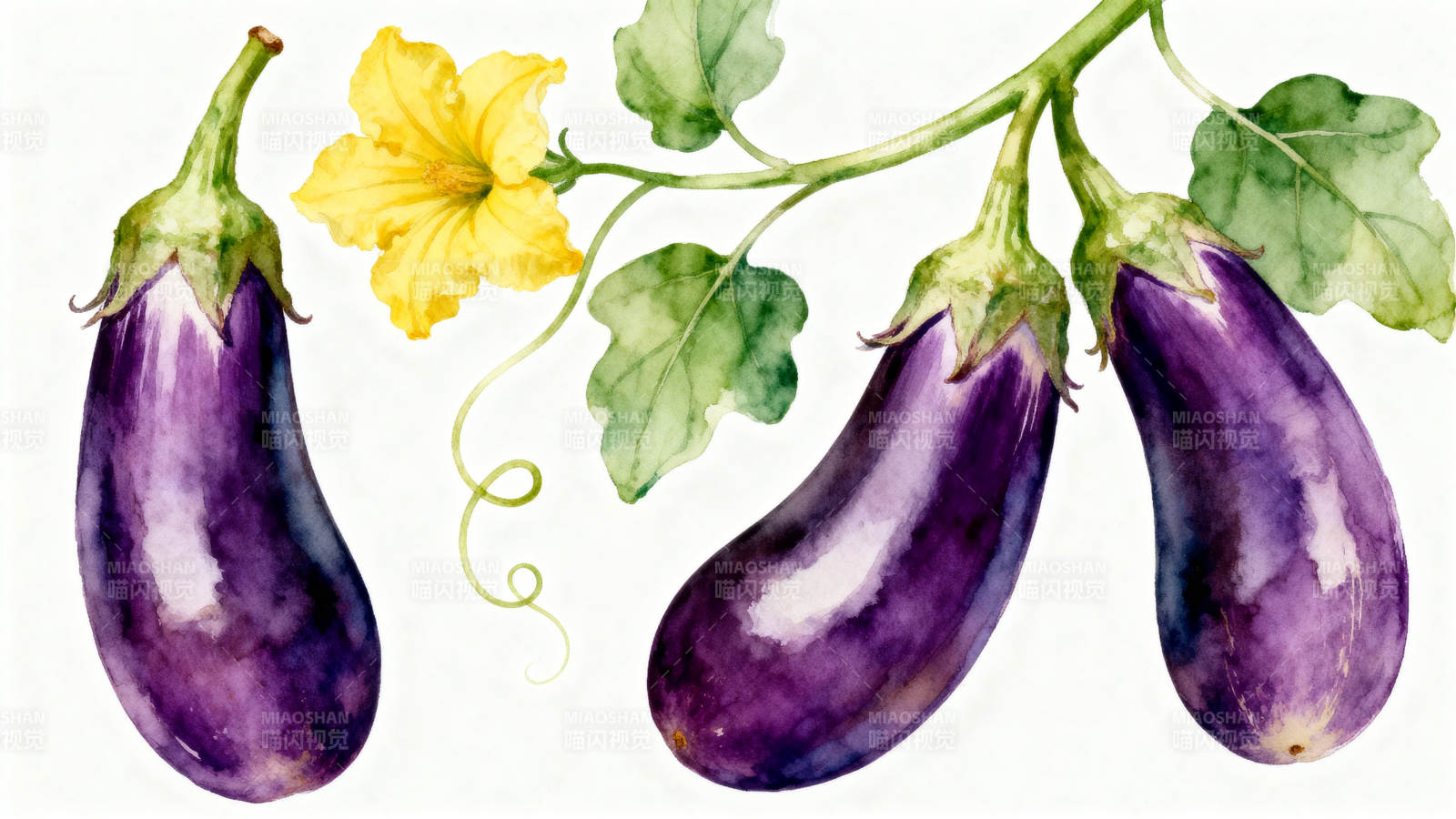 水彩茄子与黄花插画图片