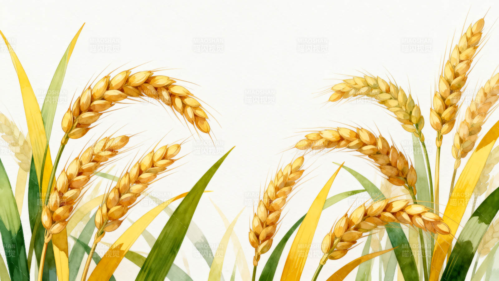 金黄麦穗丰收景象图片