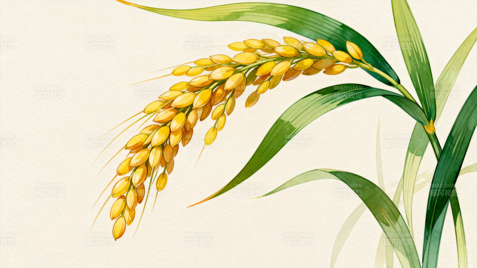金黄稻谷丰收图图片