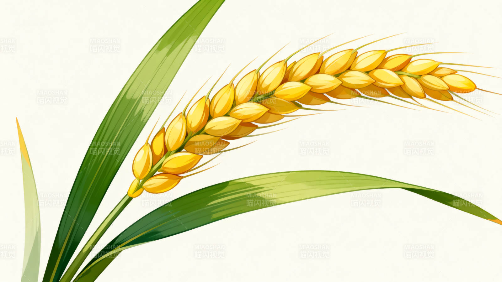 金黄稻谷丰收图图片