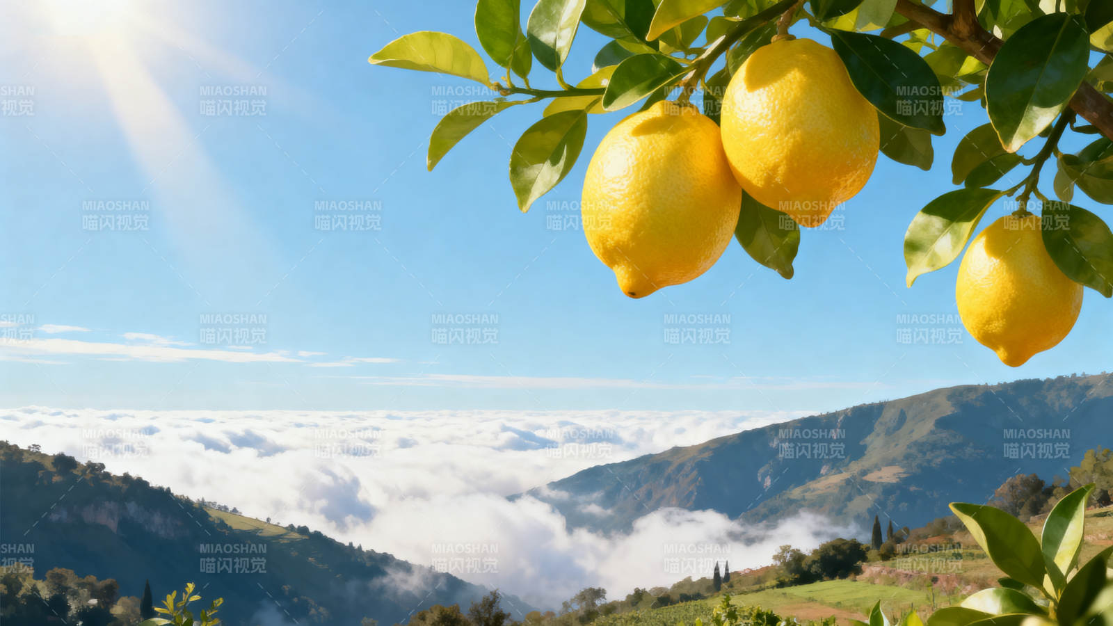 柠檬树与云海山谷图片