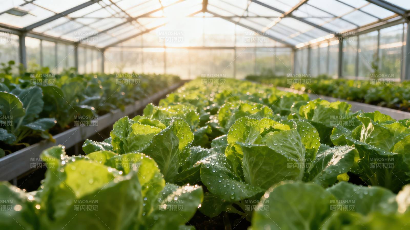 温室大棚内新鲜生菜种植图片