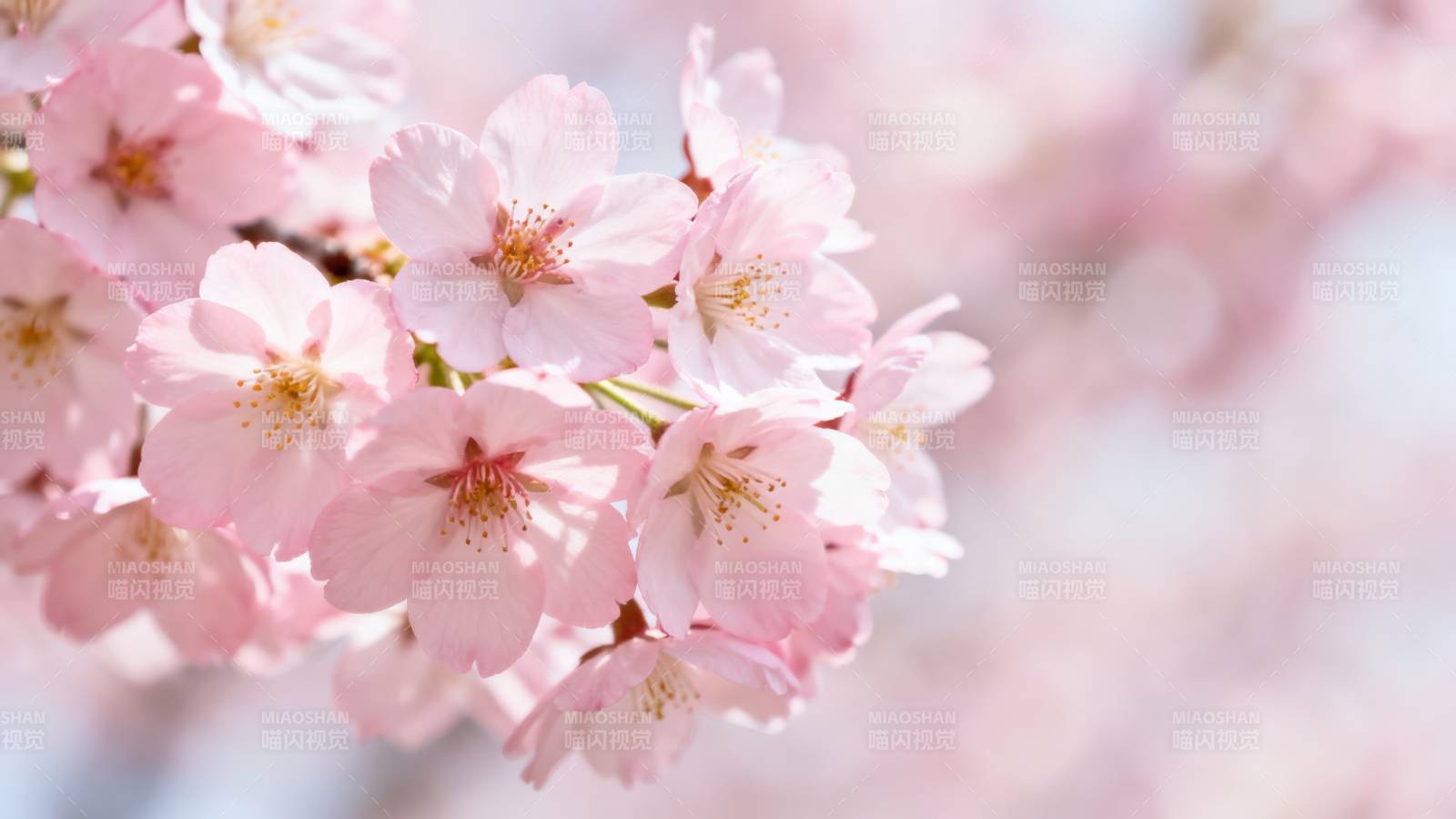 粉嫩樱花绽放春日美景图片