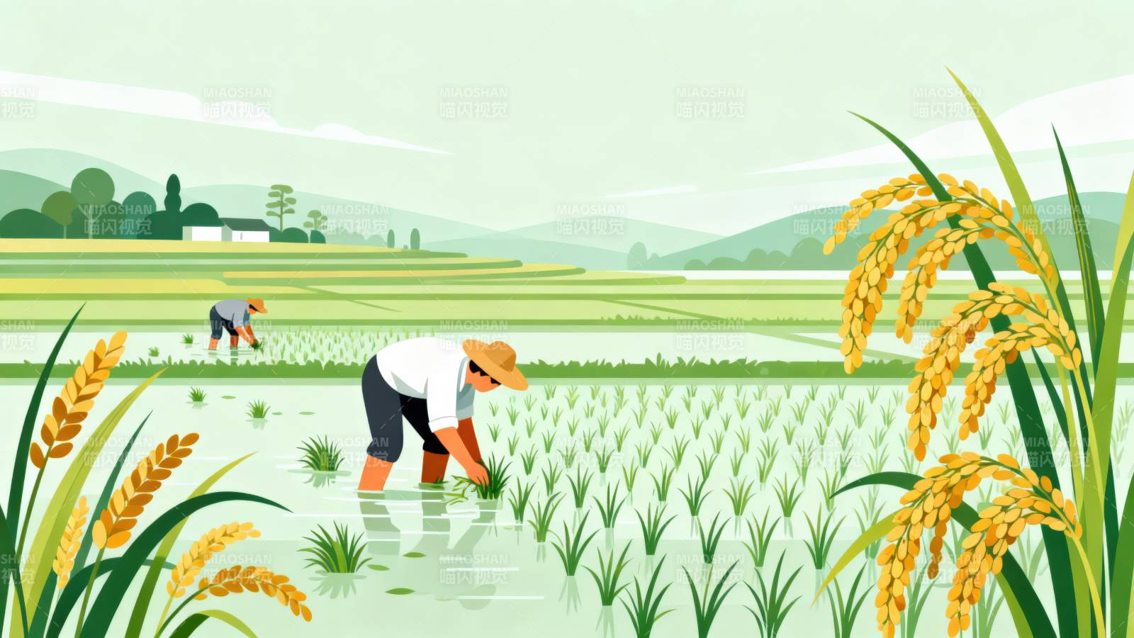农民田间插秧劳作场景图片