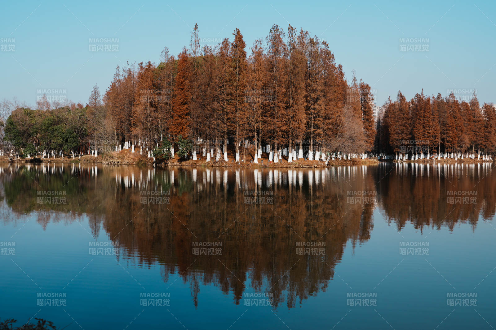 湖畔秋林倒影图片