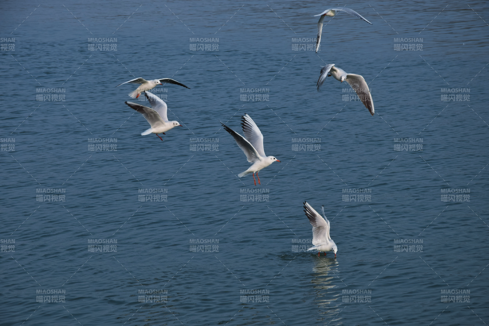 海鸥翱翔水面图片