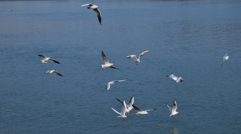 海鸥翱翔湖面图片