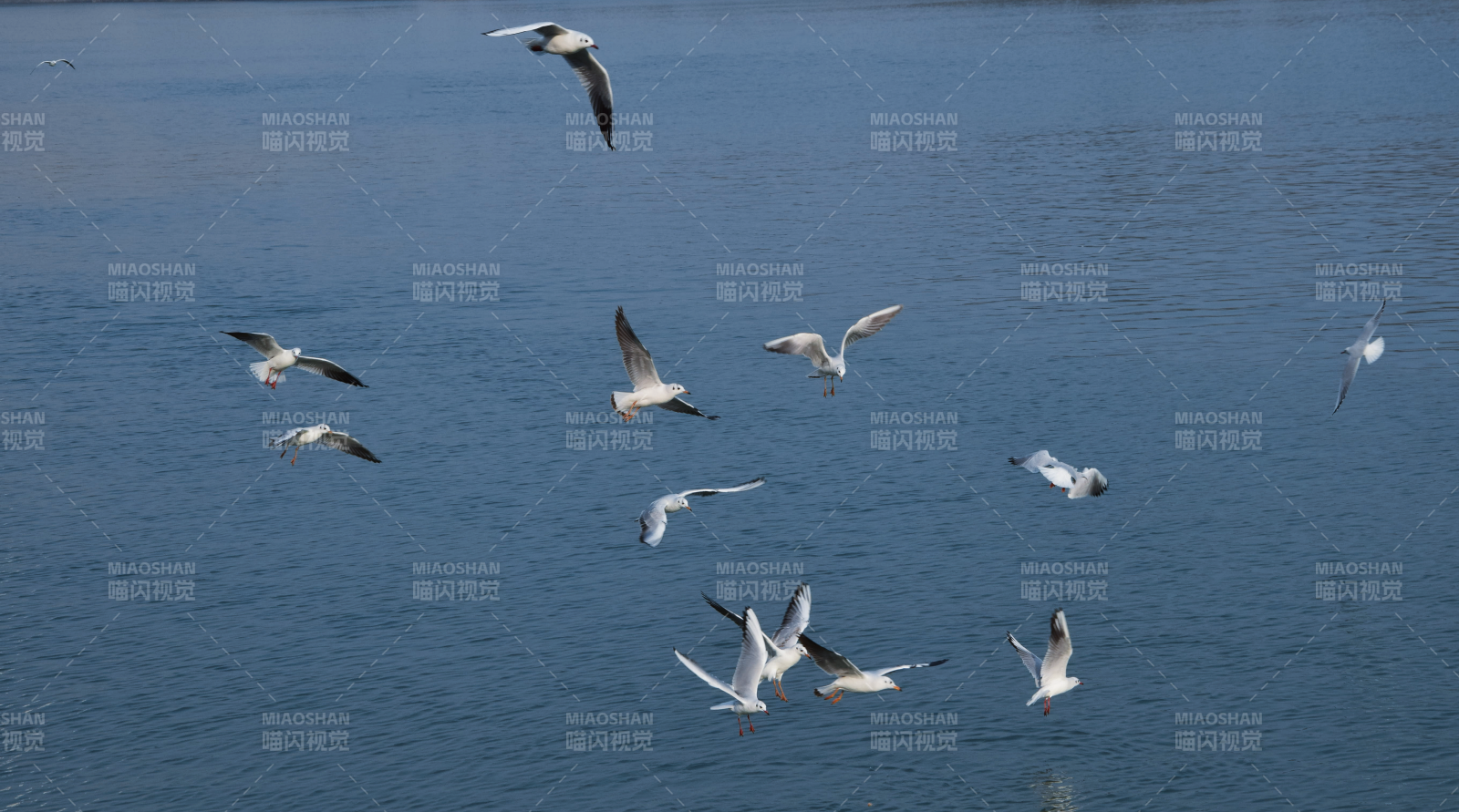 海鸥翱翔湖面图片