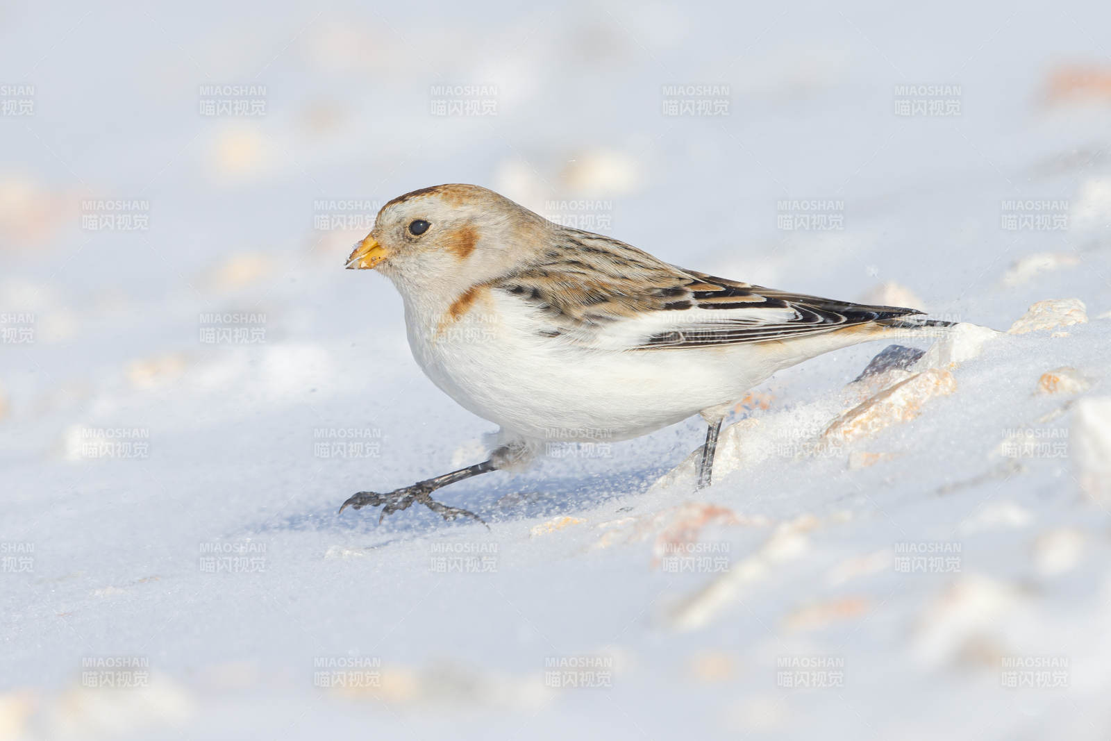 雪地中的雪鹀图片