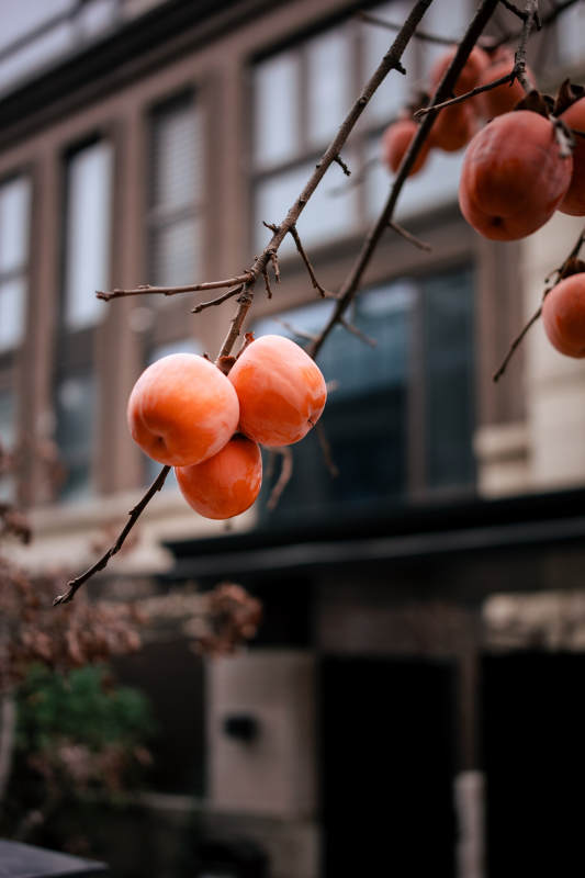 柿子挂枝头图片