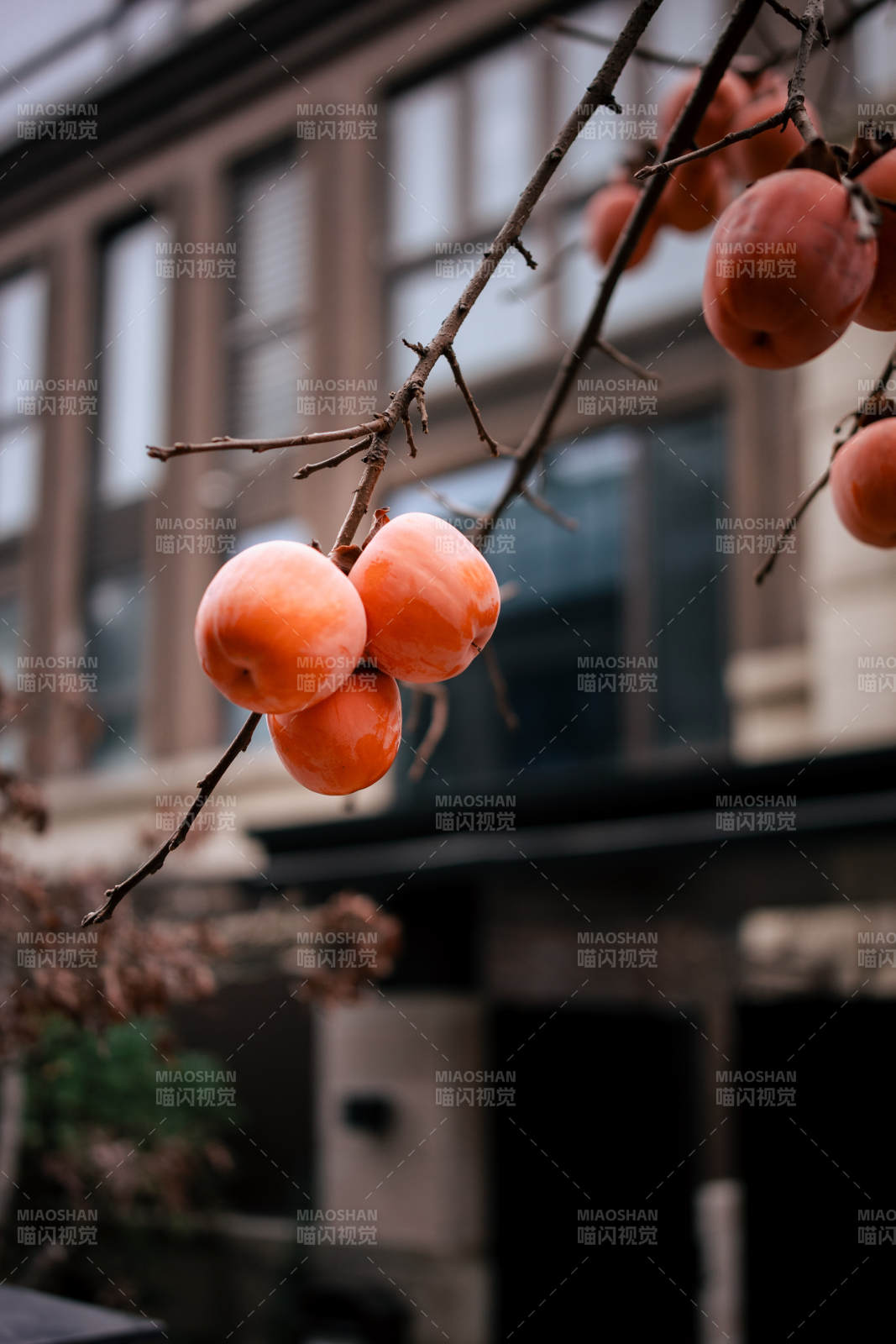 柿子挂枝头图片