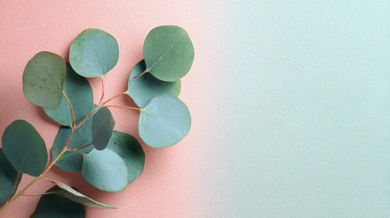 绿叶与渐变背景的静物构图图片