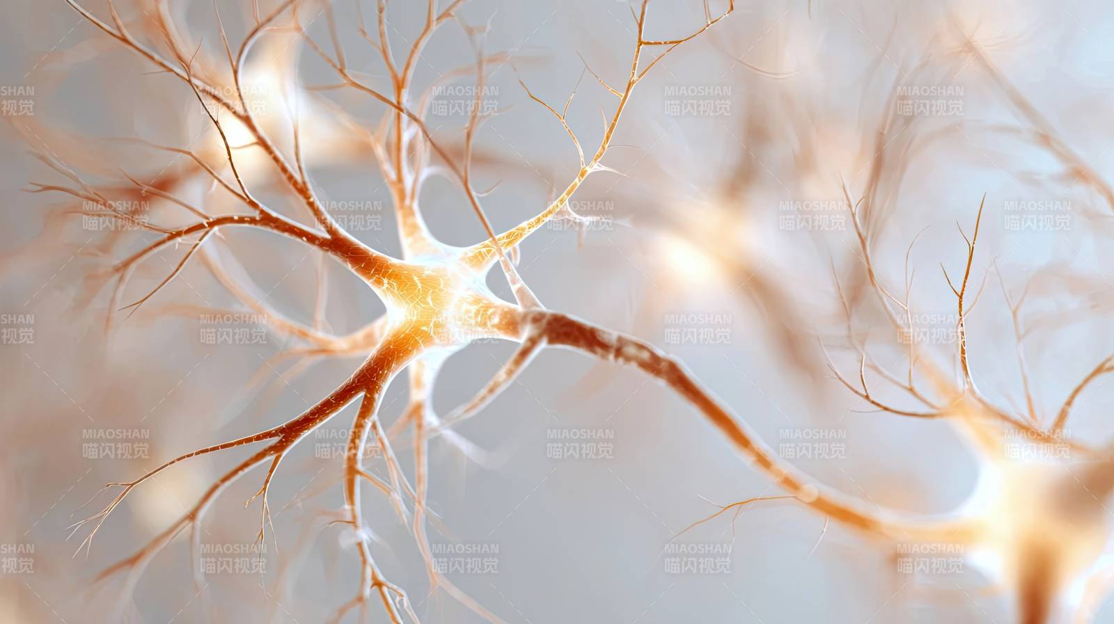 神经元细胞结构显微图像图片