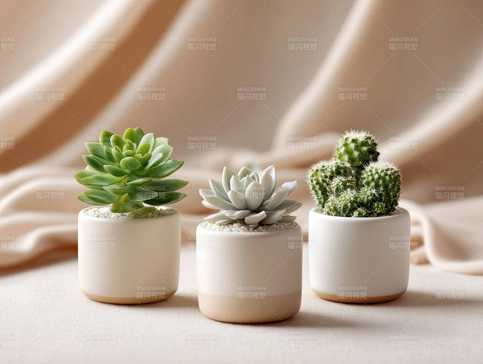 三盆多肉植物静物摆拍图片