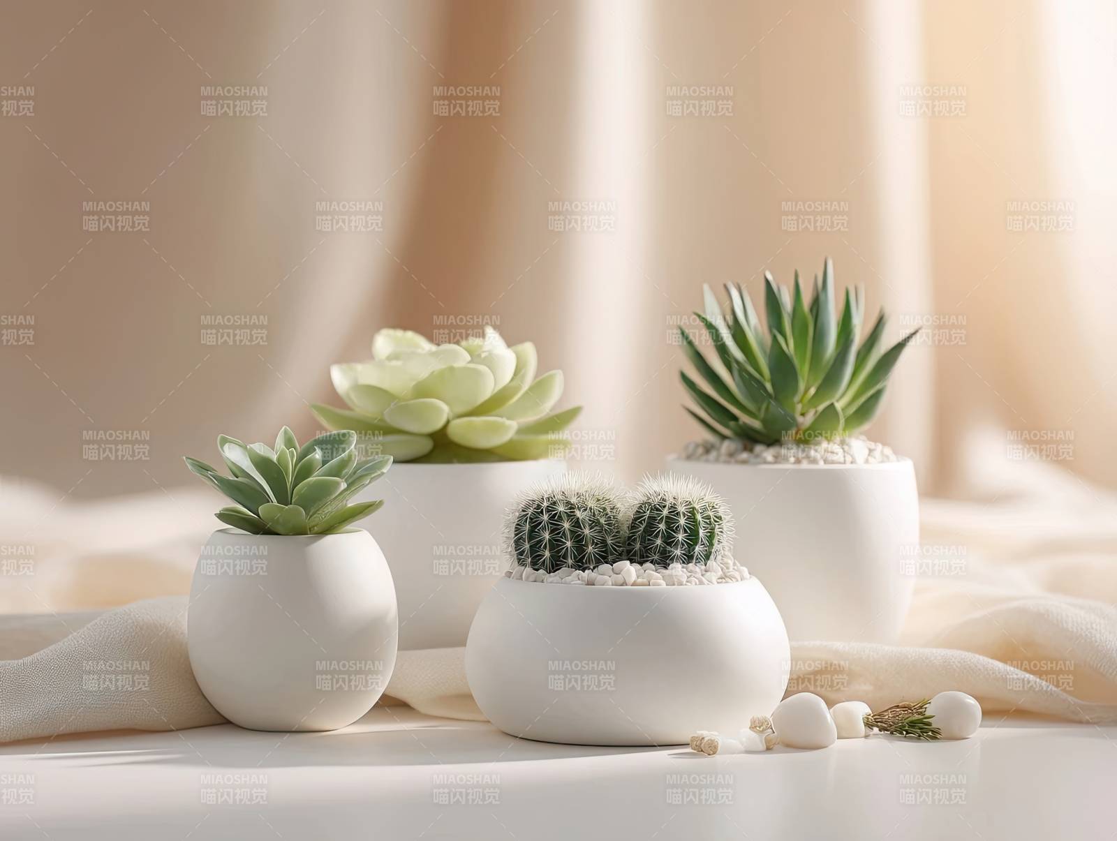 白色花盆中的多肉植物静物图片