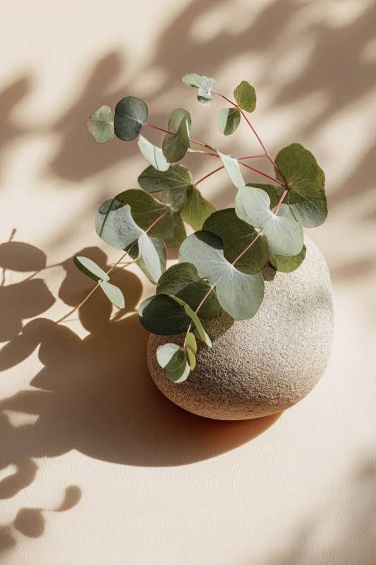 绿叶石罐光影静物图片