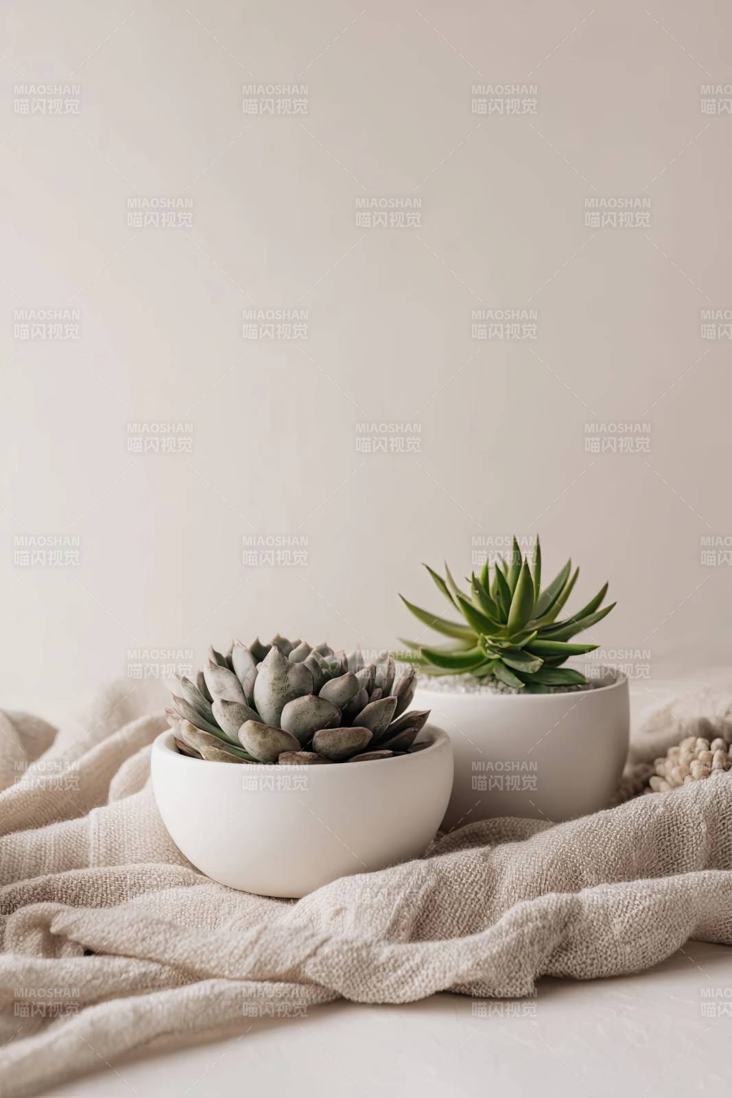 两盆多肉植物静物摆拍图片