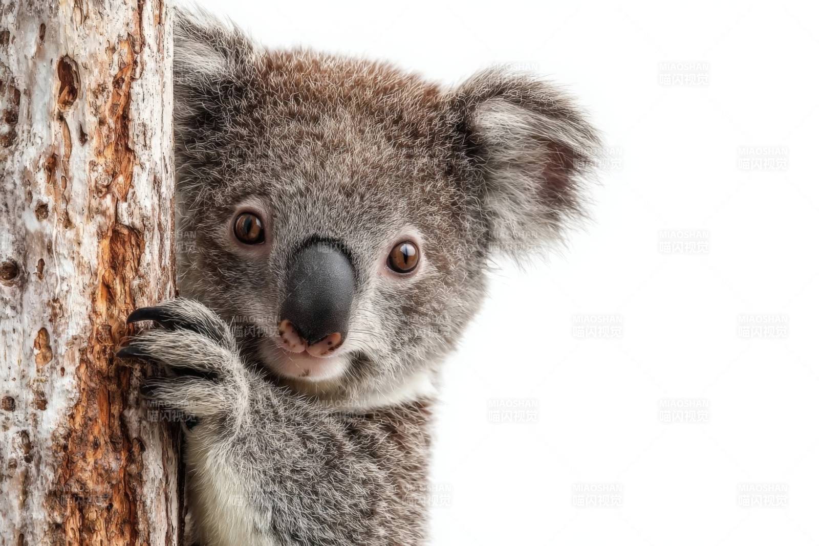 考拉抱着树干的特写图片