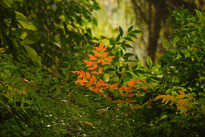 秋叶映绿丛图片