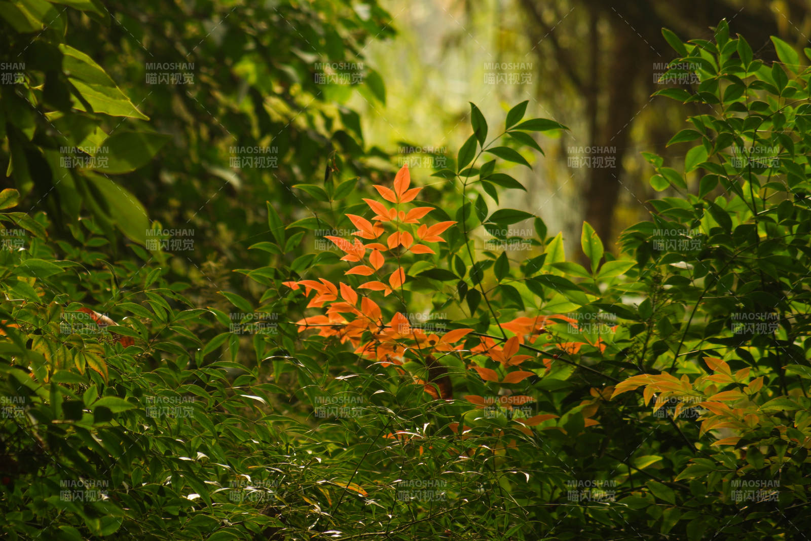 秋叶映绿丛图片