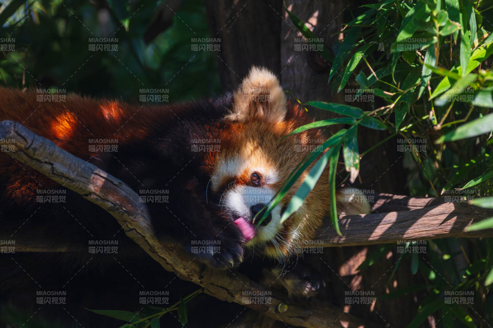 红熊猫悠闲栖息图片