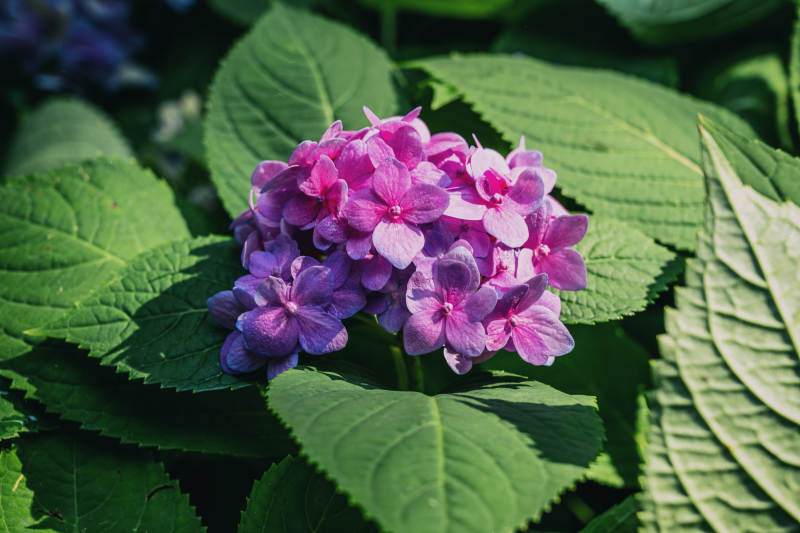 紫阳花绽放图片