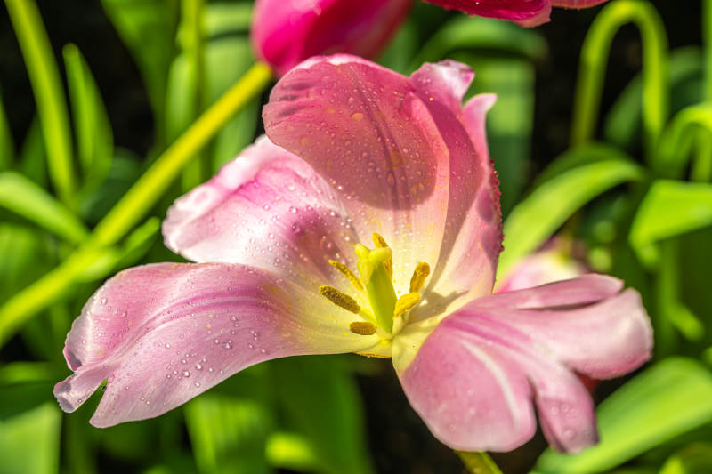 粉红郁金香绽放图片