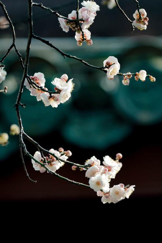 梅花绽放枝头图片