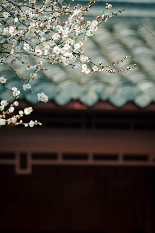 梅枝映瓦檐图片