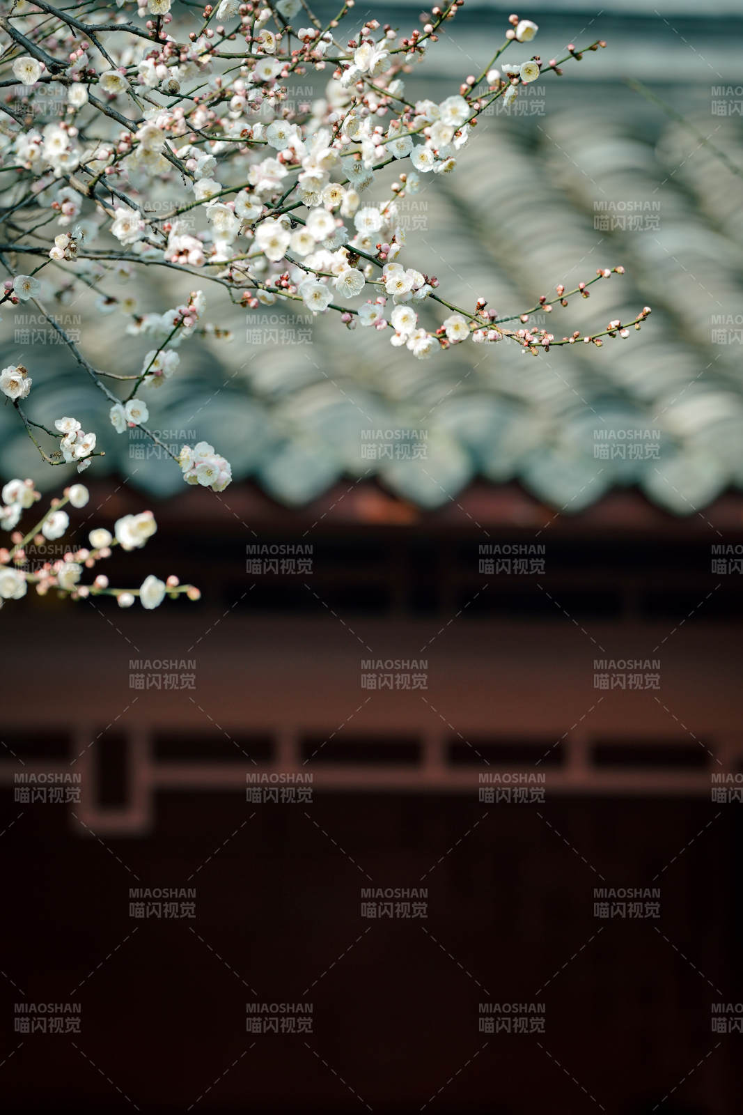 梅枝映瓦檐图片